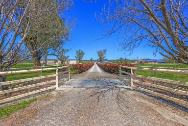 Lifestyle For Sale - NSW - Tamworth - 2340 - FIRST CLASS EQUINE, LIFESTYLE AND PRODUCTION PROPERTY  (Image 2)