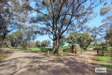 Acreage/Semi-rural For Sale - VIC - Shelbourne - 3515 - Brand New Steel Frame Home On 151 Fertile Acres  (Image 2)