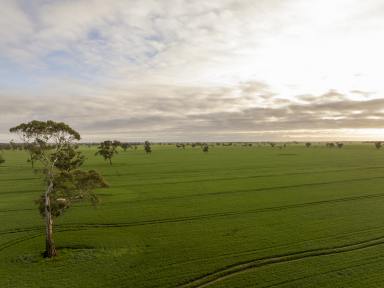 Mixed Farming For Sale - SA - Bordertown - 5268 - FOR SALE - OR LEASE - BORDERTOWN & CUSTON  (Image 2)