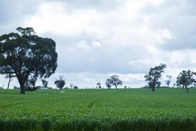 Mixed Farming For Sale - SA - Bordertown - 5268 - FOR SALE - OR LEASE - BORDERTOWN & CUSTON  (Image 2)