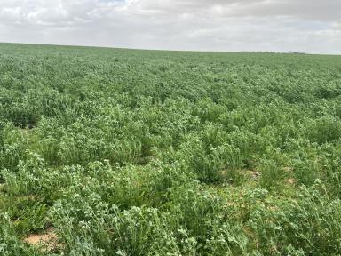 Mixed Farming For Sale - SA - Karoonda - 5307 - Unique Opportunity & Flexibility, Buy or Lease, Scale or in 3 Lots,  (Image 2)