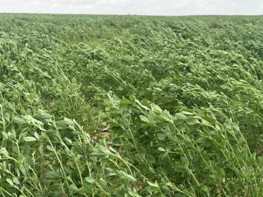 Mixed Farming For Sale - SA - Karoonda - 5307 - Unique Opportunity & Flexibility, Buy or Lease, Scale or in 3 Lots,  (Image 2)