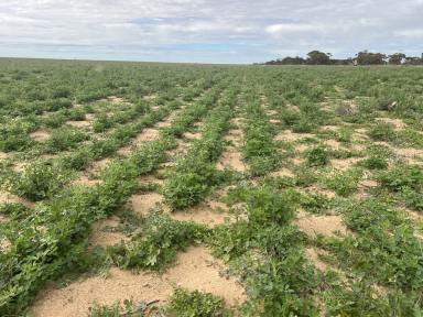 Mixed Farming For Sale - SA - Karoonda - 5307 - Unique Opportunity & Flexibility, Buy or Lease, Scale or in 3 Lots,  (Image 2)
