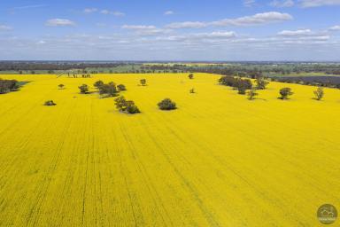 Cropping For Sale - VIC - Numurkah - 3636 - Productive Cropping Land with Creek Access and Dual Frontages  (Image 2)