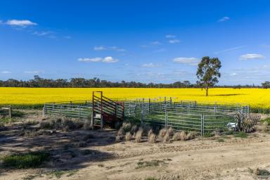 Cropping Auction - VIC - Numurkah - 3636 - Productive Cropping Land with Creek Access and Dual Frontages  (Image 2)