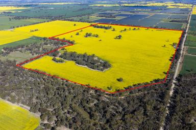 Cropping Auction - VIC - Numurkah - 3636 - Productive Cropping Land with Creek Access and Dual Frontages  (Image 2)