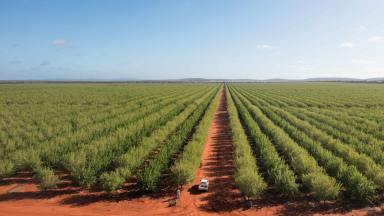 Horticulture For Sale - NSW - Griffith - 2680 - Institutional Almond Orchard with 12,000ML* of Water Entitlements  (Image 2)