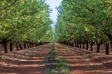 Horticulture For Sale - NSW - Griffith - 2680 - Institutional Almond Orchard With 12,000ML* of Water Entitlements  (Image 2)
