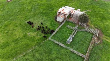 Livestock For Sale - VIC - Cundare North - 3251 - WARM HEALTHY COLAC DISTRICT CATTLE COUNTRY  (Image 2)