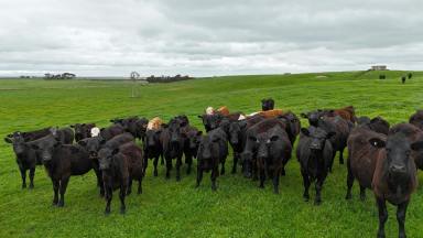 Livestock For Sale - VIC - Cundare North - 3251 - WARM HEALTHY COLAC DISTRICT CATTLE COUNTRY  (Image 2)