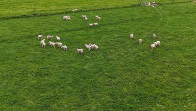 Mixed Farming Auction - SA - Mundulla West - 5270 - Genuine Mundulla Farming / Irrigation Property  (Image 2)