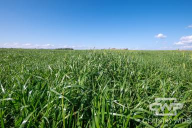 Livestock For Sale - NSW - Shannon Vale - 2370 - 269 Acres Approx. of Productive Granite Country with River Frontage  (Image 2)