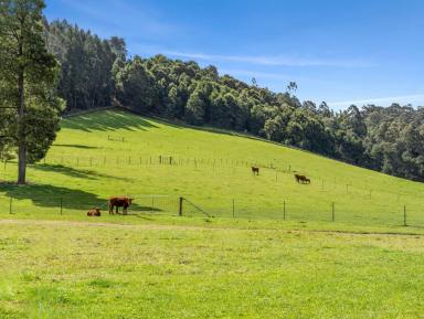 Lifestyle For Sale - TAS - West Ulverstone - 7315 - Country Comfort with Space, Sheds and Serenity  (Image 2)