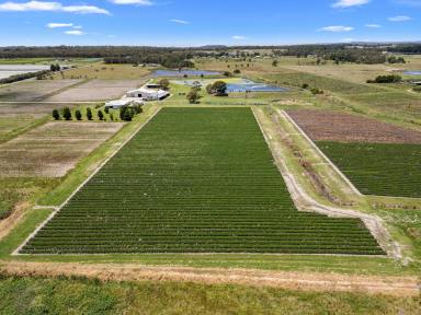 Lifestyle For Sale - QLD - Cottonvale - 4375 - Superb LifestyleFarming Property  (Image 2)