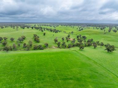 Other (Rural) For Sale - VIC - Chetwynd - 3312 - Big Dams, New Fencing, Strong Grazing  (Image 2)