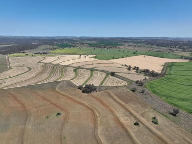 Mixed Farming For Sale - NSW - Graman - 2360 - GRAZING AND DRYLAND CROPPING AT SCALE  (Image 2)