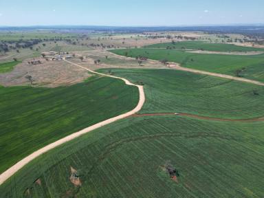 Mixed Farming For Sale - NSW - Graman - 2360 - GRAZING AND DRYLAND CROPPING AT SCALE  (Image 2)