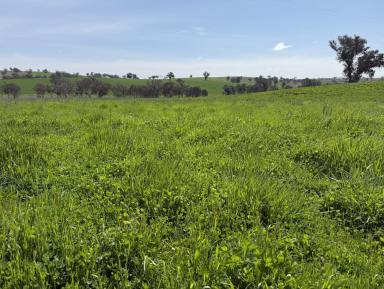 Mixed Farming For Sale - NSW - Greenethorpe - 2809 - Production Platform or Enviable Escape  (Image 2)