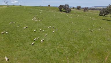 Mixed Farming For Sale - NSW - Greenethorpe - 2809 - Production Platform or Enviable Escape  (Image 2)