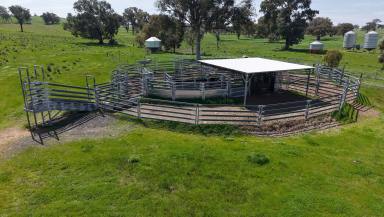 Livestock For Sale - NSW - Greenethorpe - 2809 - Pasture, Productivity, Position & Potential Expansion  (Image 2)