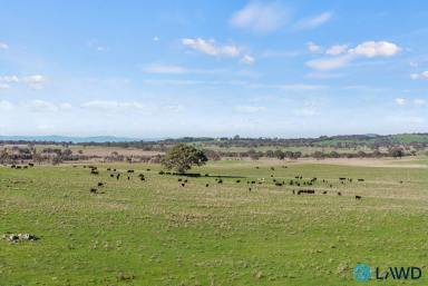 Mixed Farming For Sale - NSW - Yass - 2582 - High Rainfall Grazing with Renewable Energy Upside  (Image 2)