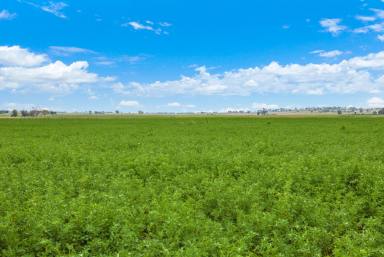 Mixed Farming Auction - NSW - Tamworth - 2340 - VERSATILE, PRODUCTIVE, WATER & LOCATION  (Image 2)