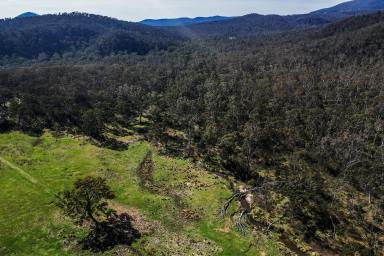 Other (Rural) For Sale - NSW - Rylstone - 2849 - CREEK FRONTAGE, STUNNING VIEWS & 40 ACRES  (Image 2)