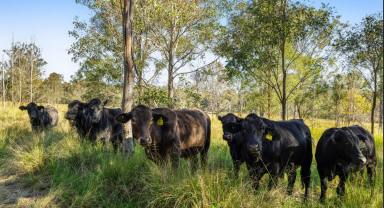 Residential Block For Sale - QLD - Crows Nest - 4355 - 100-Acre cattle grazing land, bore, set of yards & only 2 mins from  Crows Nest QLD  (Image 2)