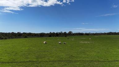 Livestock For Sale - VIC - Pomborneit North - 3260 - Prime Volcanic Holding with Lake Frontage  (Image 2)