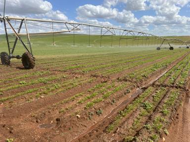 Horticulture For Sale - SA - Bowhill - 5238 - River Murray Irrigation Property with Expansion Potential  (Image 2)