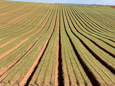 Horticulture For Sale - SA - Bowhill - 5238 - River Murray Irrigation Property with Expansion Potential  (Image 2)