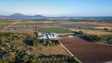 Horticulture For Sale - QLD - Bowen - 4805 - Institutional Scale Horticultural Enterprise with 617ML* of Water Entitlements & a Packing Shed Facility  (Image 2)