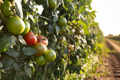 Horticulture For Sale - QLD - Bowen - 4805 - Institutional Scale Horticultural Enterprise with 617ML* of Water Entitlements & a Packing Shed Facility  (Image 2)