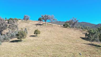 Other (Rural) For Sale - NSW - Limbri - 2352 - SCALE LIFESTYLE & INCOME  (Image 2)