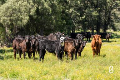 Other (Rural) For Sale - NSW - Singleton - 2330 - Roselands – 106.7 Acre Creekfront Retreat  (Image 2)