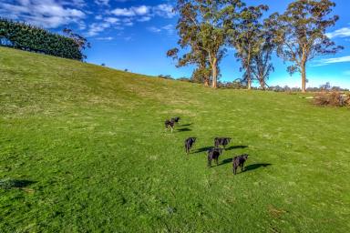 Mixed Farming For Sale - VIC - Mountain View - 3988 - IDEAL LIFESTYLE / GRAZING FARM  (Image 2)