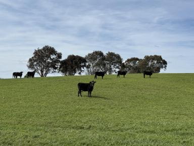 Mixed Farming For Sale - NSW - Blakney Creek - 2581 - BLAKNEY CREEK  (Image 2)