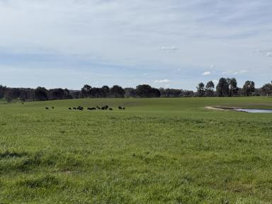 Mixed Farming For Sale - NSW - Blakney Creek - 2581 - BLAKNEY CREEK  (Image 2)