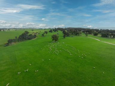 Mixed Farming For Sale - VIC - Lexton - 3352 - WESTERN DISTRICT MIXED FARMING OPPORTUNITY  (Image 2)