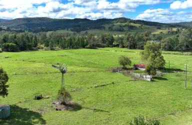 Livestock For Sale - NSW - Bonalbo - 2469 - "GREY GUMS" ON BEAN CREEK  (Image 2)