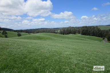 Livestock For Sale - TAS - Preston - 7315 - OUTSTANDING CATTLE BLOCK - 38.65 HECTARES (95 Acres) (Image 2)