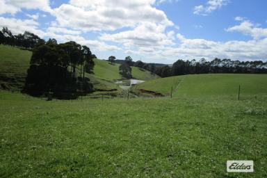 Livestock For Sale - TAS - Preston - 7315 - OUTSTANDING CATTLE BLOCK - 38.65 HECTARES (95 Acres)  (Image 2)
