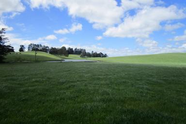Livestock For Sale - TAS - Preston - 7315 - OUTSTANDING CATTLE BLOCK - 38.65 HECTARES (95 Acres) (Image 2)
