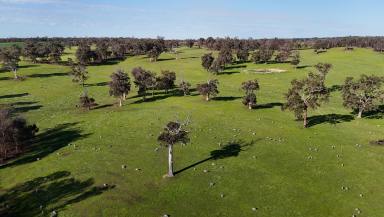Livestock For Sale - WA - Woottating - 6562 - ‘The Lakes’ – Prime Rural Landholding  (Image 2)