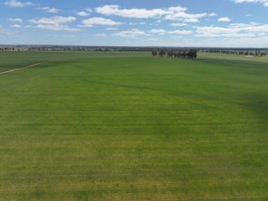 Mixed Farming Tender - NSW - Ariah Park - 2665 - PERFECT ADDITION!  (Image 2)