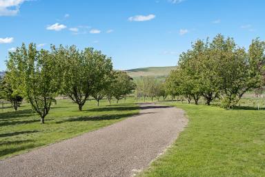 Lifestyle Auction - NSW - Parkesbourne - 2580 - 25 Acres of Country Lifestyle Living  (Image 2)