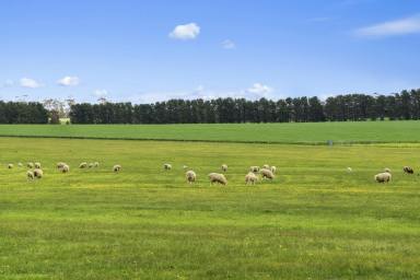 Cropping For Sale - VIC - Cross Roads - 3373 - PRODUCTIVE TIGHTLY HELD VERSATILE AREA QUALITY RED/GREY LOAM SOILS  (Image 2)