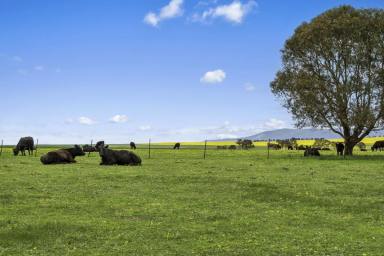 Cropping For Sale - VIC - Cross Roads - 3373 - PRODUCTIVE TIGHTLY HELD VERSATILE AREA QUALITY RED/GREY LOAM SOILS  (Image 2)