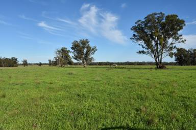 Livestock For Sale - NSW - Breelong - 2827 - SERIOUS VENDOR HERE ..... PRICE REDUCED BY $200,000K .....INSPECTION RECOMMENDED  (Image 2)