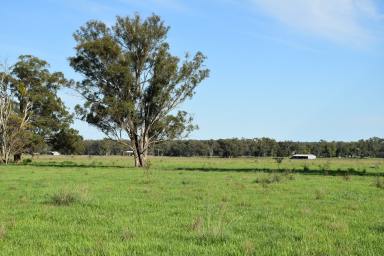 Livestock For Sale - NSW - Breelong - 2827 - SERIOUS VENDOR HERE ..... PRICE REDUCED BY $200,000K .....INSPECTION RECOMMENDED  (Image 2)
